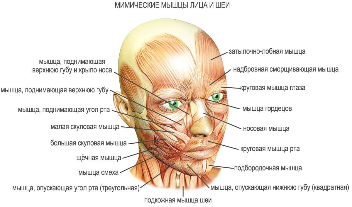 Мимические мышцы лица, 3D Анатомия человека